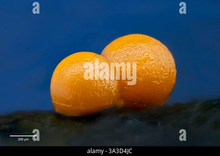 Sporocarpe immature (corpi fruttiferi) di una muffa di melma probabilmente del genere Perichaena. Coltivazione di corteccia raccolta a Elmstein, Germania meridionale, 35 giorni Foto Stock