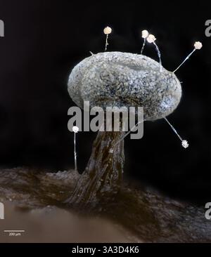 Sporocarp (corpo fruttifero) della muffa di melma Physarum sp. (Possibilmente P. compresssum). Sono visibili anche i conidofori (steli che producono asessuali, non mot Foto Stock