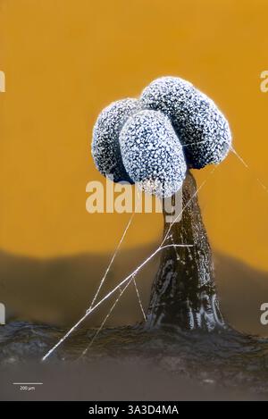 Sporocarp (corpo fruttifero) della muffa di melma Physarum sp. (Possibilmente P. compresssum). Coltivazione di corteccia raccolta nel sud della Germania, 21 giorni di cultura Foto Stock