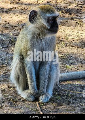 Vervet scimmia (Chlorocebus pygerythrus) in Botswana, Africa Foto Stock