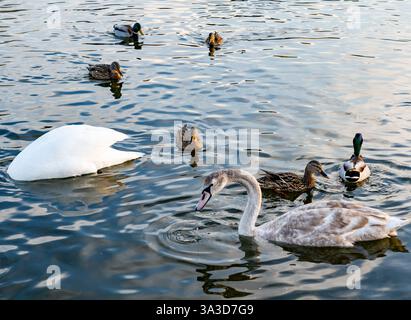 Un grazioso cigno scivola attraverso le acque calme, accompagnato da un gruppo di anatre. Il sole si riflette sulla superficie dell'acqua, creando un ambiente sereno e tranquillo Foto Stock