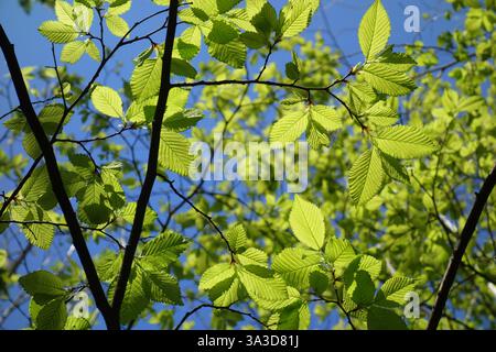 Rami di faggio con nuove foglie verdi alla luce del sole in primavera Foto Stock
