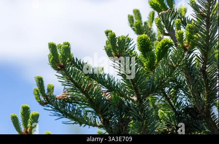 Giovani germogli di Abies sibirica (o abete, yalitsa, medico forestale) in primavera. Macro, fuoco selettivo. Foto Stock