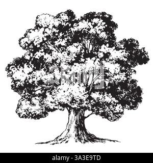 Quercia, adatto per il design vintage con logo Vector Illustrazione Vettoriale