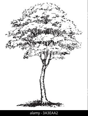 Grande e grazioso albero verde deciduo con foglie lussureggianti in erba spessa. Sfondo disegnato a mano libera monocromatico vettoriale con inchiostro lineare in penna di stile su pap Illustrazione Vettoriale