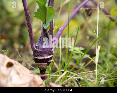 Pianta di cavolo selvatico (brassica oleracea) bulbo viola nel giardino verde Foto Stock