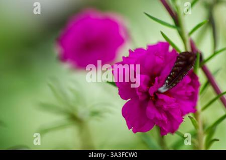 Fiore rosa luminoso con farfalla in un ambiente naturale all'aperto con vegetazione Foto Stock