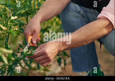 Vista ravvicinata ritagliata. Prestare attenzione utilizzando delle forbici. L'uomo in serra lavora con le piante. Foto Stock