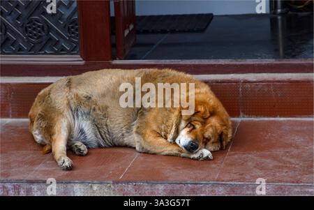 Bhaktapur, Nepal - 11 febbraio 2025 - cane di strada di colore sabbia sovrappeso che dorme su un gradino della porta Foto Stock