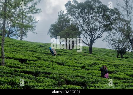 Raccoglitori di tè Tamil presso la tenuta di tè di Santa Caterina, Pekoe Trail, Ella, Sri Lanka Foto Stock