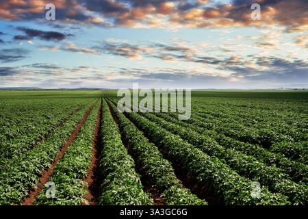 Vasto campo agricolo con file di colture al tramonto. Foto Stock