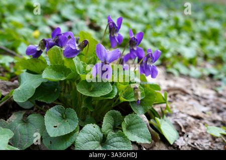 Viola odorata fiori freschi in giardino in primavera Foto Stock