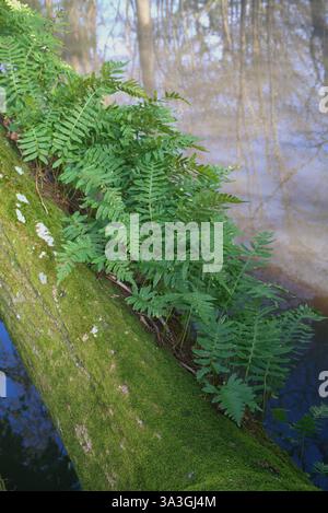 Felce polipodica comune che cresce sul tronco di un albero di quercia. Foto Stock