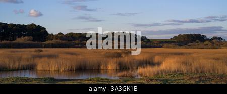 Marazion Marshes letti di canne illuminati dal sole vendicante Foto Stock