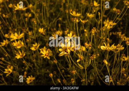 Primo piano di fiori selvatici gialli di notte, delicatamente illuminati da una luce calda. Uno sfondo da sogno e sfocato crea una texture naturale e suggestiva. Foto Stock