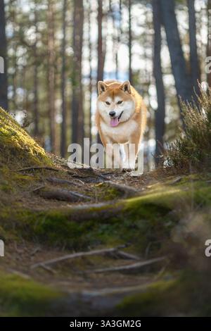Il cane Shiba Inu cammina lungo il sentiero coperto di muschio tra i pini nella soleggiata giornata primaverile Foto Stock
