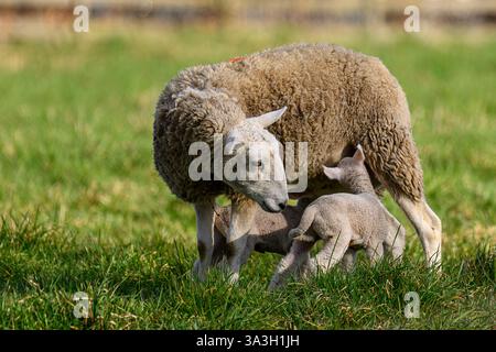 Spring Lambs nell'Oxfordshire, Regno Unito Foto Stock
