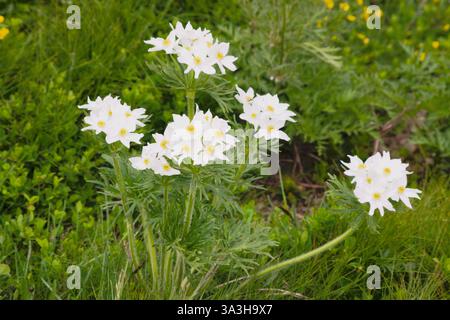 Anemone narcissiflora comunemente noto come narcissus anemone o anemone fiorito di narciso (nome scientifico: Anemonastrum narcissiflorum ) Foto Stock