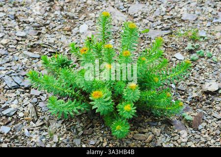 Rhodiola rosea nota anche come radice artica, radice dorata, radice di rosa, corona del re. È usato per trattamenti di medicina naturale. Foto Stock