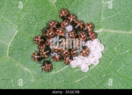 Uova da cova e neonati Shield Bugs sulla foglia Foto Stock
