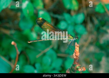Damselfly. Copper Demoiselle o Mediterranean Demoiselle, Calopteryx haemorrhoidalis. Femmina su stelo Foto Stock