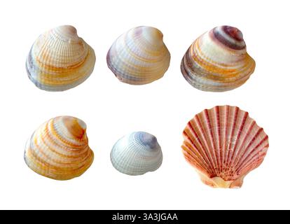 Una conchiglia di capesante neozelandese e 5 conchiglie di vongole sull'isola settentrionale di te Ika-a-Māui vicino a Tāmaki Makaurau Auckland, Aotearoa nuova Zelanda isolata sul bianco Foto Stock