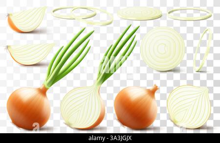 Intero, metà e fette di cipolla fresca. Set di cipolla gialla matura con piuma verde e anelli di cipolla isolati su sfondo trasparente. Cibo sano. N Illustrazione Vettoriale