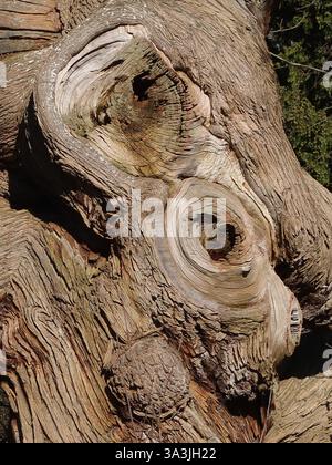 Meraviglie scultoree della natura: Primo piano di un albero antico e intempestivo con il suo tronco storto, corteccia foderata e profonde cavità dove i rami si sono staccati Foto Stock
