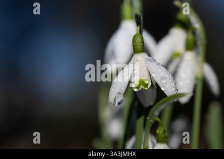Primo piano di gocce di neve bianche in fiore coperte di gocce di rugiada al mattino. C'è spazio per il testo sul lato Foto Stock
