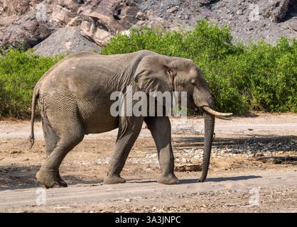 Vista laterale dell'Africa, elefante del deserto che cammina nel letto asciutto del fiume, Kaokofeld, Namibia Foto Stock