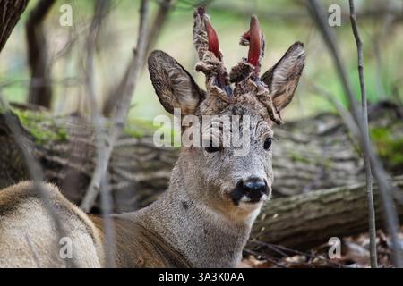 Capreolus capreolus maschio capriolo europeo sta rimuovendo la pelle dai palchi in primavera. Le Antlers sono coperte di sangue. Primo piano verticale. Foto Stock