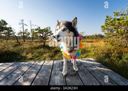 Husky con occhi eterocromatici su un sentiero in legno attraverso una palude estone, indossando una vivace collana di fiori contro un paesaggio pittoresco. Foto Stock