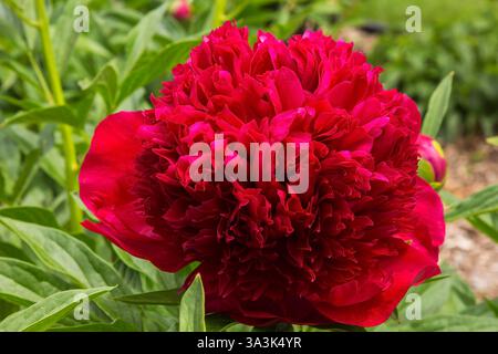 Close-up di Paeonia 'Red Charm' - Fiore di peonia in piena fioritura in primavera. Foto Stock