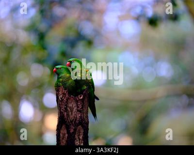 Due adorabili lorikeets dal petto sgargiante con un vivace piumaggio. Foto Stock