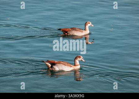 Due oche egiziane che nuotano pacificamente su una tranquilla superficie di acqua blu, creando delicate increspature mentre scivolano Foto Stock