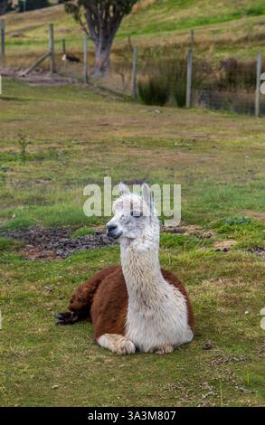 Divertente Lama Alpaca nella Fattoria. Otago, nuova Zelanda Foto Stock