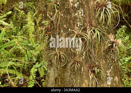 Una delle molte specie trovate nel Santuario della palude di Audubon, Naples, Florida, febbraio. Foto Stock