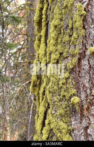 Letharia vulpina, o lichen lupo, è una specie di fungo fruticoso lichenizzato della famiglia delle Parmeliaceae. E' giallo-verde brillante, arbusto e molto alto Foto Stock