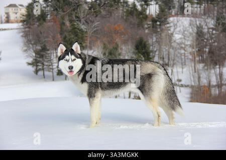 Husky in Winter's Domain: Full-Body Portrait in Snow. - Super Sharp e Gigapixel Foto Stock