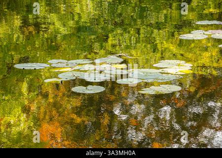 Tavolozza di Monet: Giglio e riflessi a Giverny - Gigapixel Foto Stock