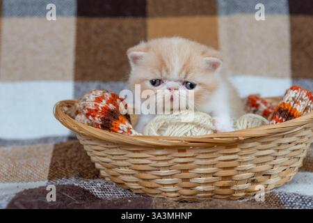 Un grazioso gattino rosso di una razza esotica a pelo corto è seduto in un cesto di vimini su uno sfondo a quadri e gioca con palline di filo Foto Stock