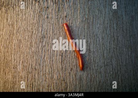 Rusty Millipede o Trigoniulus corallinus che strisciano sulla superficie di un tronco d'albero. Foto Stock
