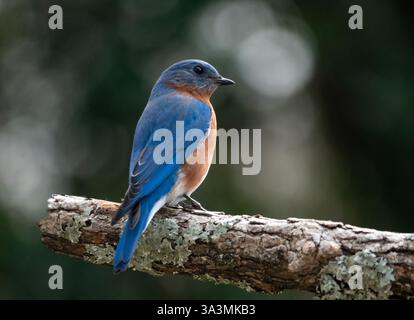 Primo piano di un uccello rosso orientale isolato su un ramo d'albero Foto Stock