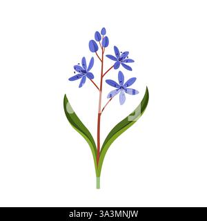 Scilla bifolia, o squill a due foglie. Fiore primaverile. Illustrazione botanica vettoriale piatta disegnata a mano Illustrazione Vettoriale