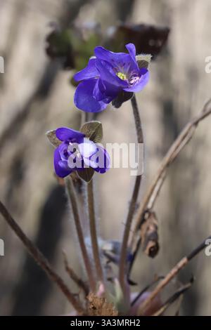 Hepatica nobilis, Liverleaf Hepatica, Ranunculaceae. Pianta selvatica sparata in primavera. Foto Stock
