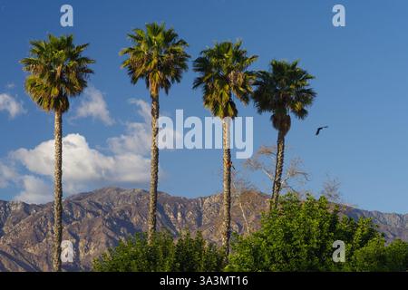 Tre palme sullo sfondo delle San Gabriel Mountains sotto il cielo azzurro, California meridionale, Stati Uniti. Foto Stock