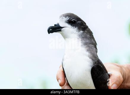 Bermuda Petrel, Pterodroma cahow, in colonia sull'isola di Nonsuch, Bermuda, durante la sessione di ricerca. Foto Stock