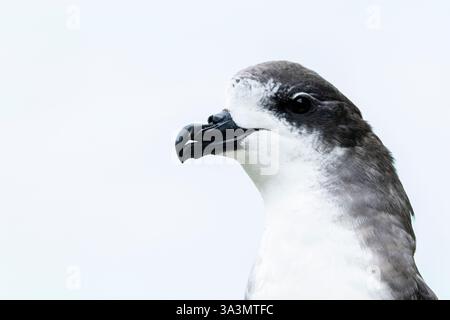 Bermuda Petrel, Pterodroma cahow, in colonia sull'isola di Nonsuch, Bermuda, durante la sessione di ricerca. Foto Stock