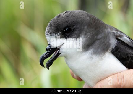 Bermuda Petrel, Pterodroma cahow, in colonia sull'isola di Nonsuch, Bermuda, durante la sessione di ricerca. Foto Stock