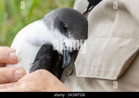 Bermuda Petrel, Pterodroma cahow, in colonia sull'isola di Nonsuch, Bermuda, durante la sessione di ricerca. Foto Stock